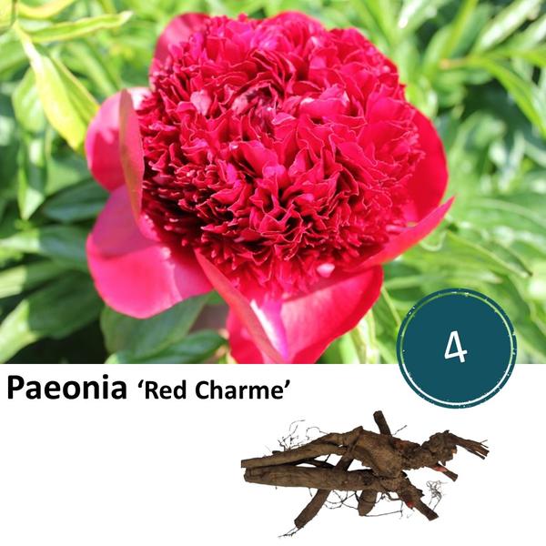 Pioenrozen - Paeonia 'Red Charme' - 4x