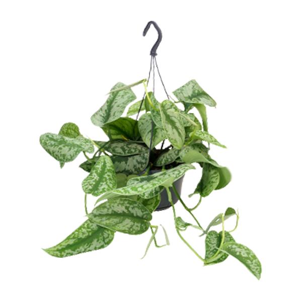 Scindapsus Pictus Trebie - ↕25cm - Ø15cm