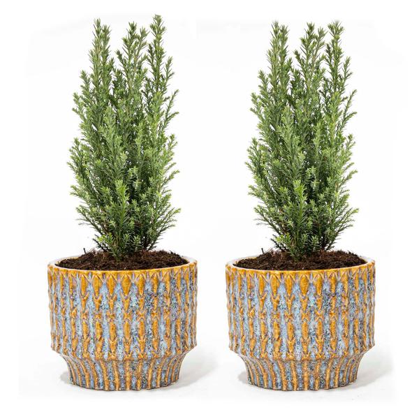 Set van 2 - Kerstboom 'Ellwoodii' + Pot Echo - 30 cm hoog