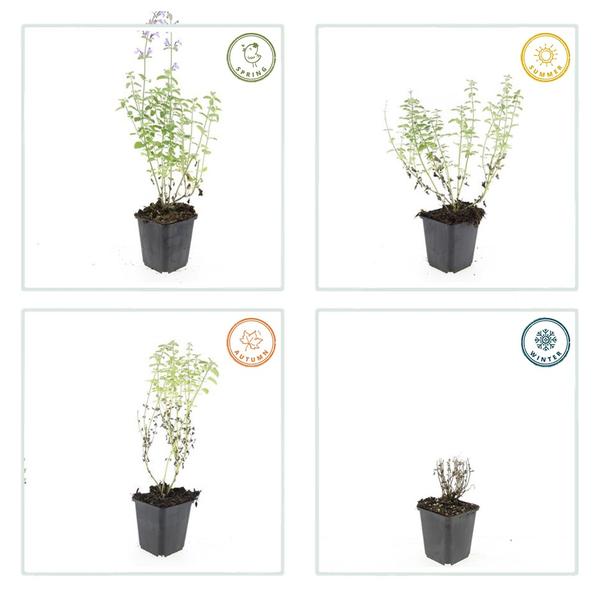 Nepeta 'Walker's Low' - ↕10-25cm - Ø9cm - 6x