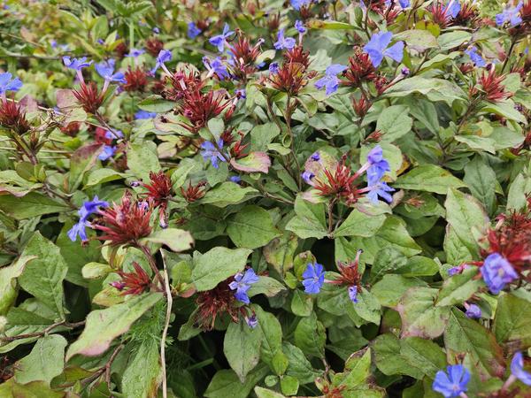 Ceratostigma plumbaginoides  - ↕10-25cm - Ø9cm - 40x