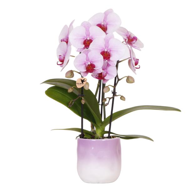 Kolibri Orchids | Roze orchidee Niagara Falls + Gradience sierpot roze - potmaat Ø9cm | bloeiende kamerplant - vers van de kweker