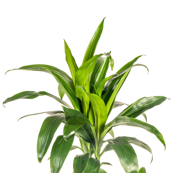 Dracaena Deremensis Lisa Ø21cm - ↕100cm