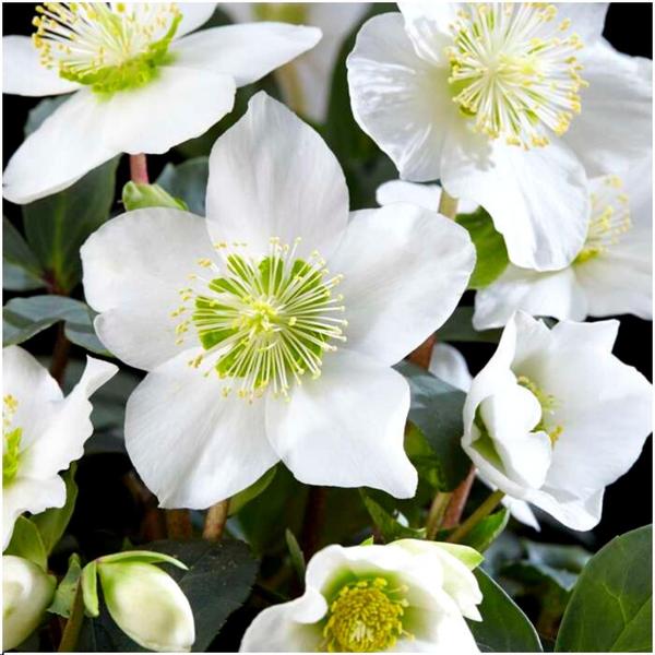 Set van 12 kerstroos planten | 12x Helleborus niger 'Christmas Carol'