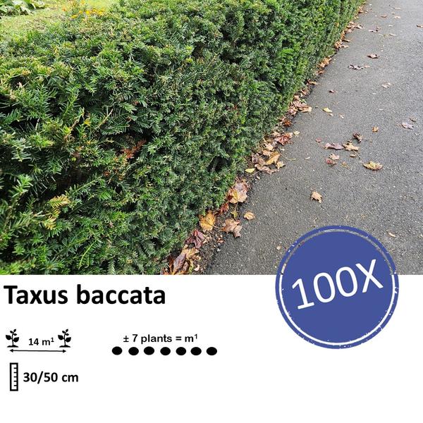 Taxus baccata - ↕30-50cm - blote wortel - 100x