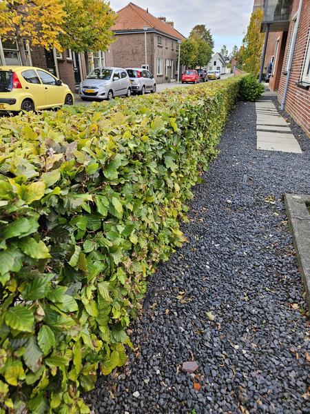 Fagus sylvatica  - Blote wortel - 80/100 - 50x