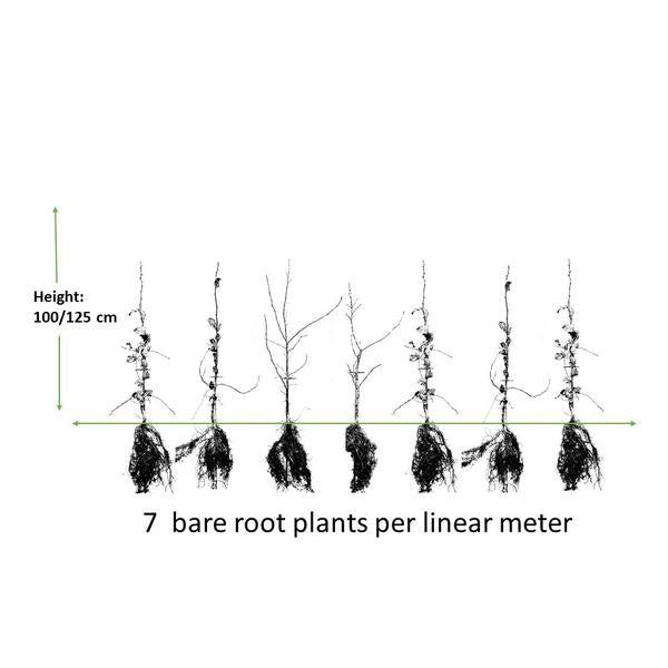 Carpinus Betulus - blote wortel - 100/125 - 75x