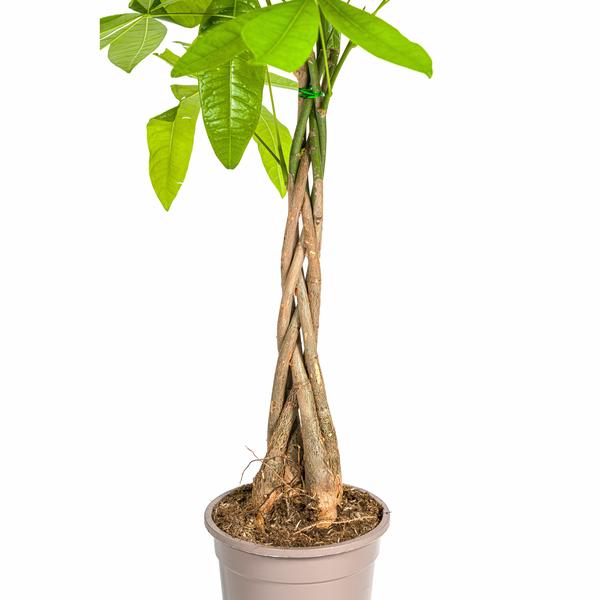 Pachira Aquatica Ø19cm - ↕80cm