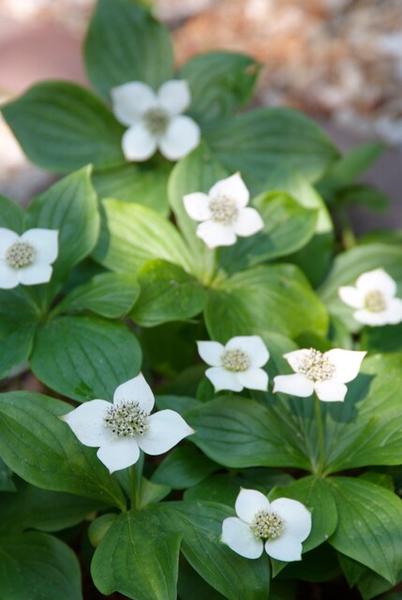 Cornus canadensis - ↕10-25cm - Ø9cm - 40x