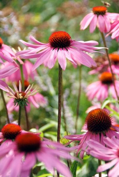 Echinacea p. 'Magnus' - ↕10-25cm - Ø9cm - 12x