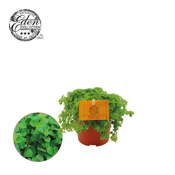 Pilea Depressa - Ø10,5cm - ↕15cm