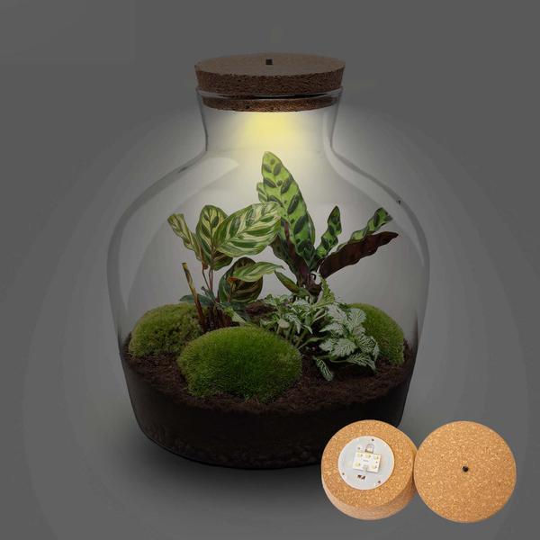 Terrarium Pot - Fat Joe + LED - ↑ 30 cm