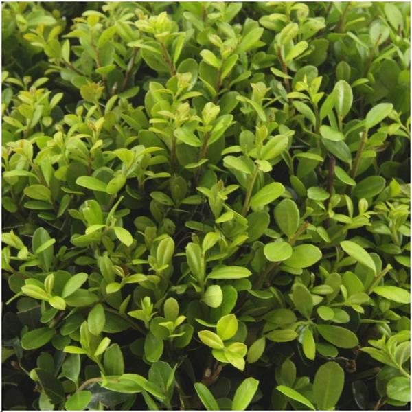 72x Ilex crenata 'Jenny' - 72 x Ø7 cm - ↕15 cm - 12 x 6 pack