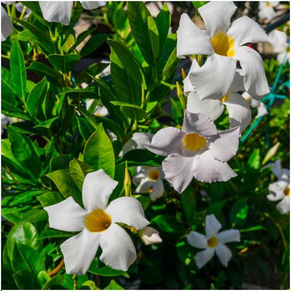 6 x Dipladenia white - Mandevilla wit Ø12 cm - ↕25 cm