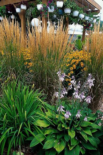 Calamagrostis acut. 'Karl Foerster'  - ↕10-25cm - Ø9cm - 20x