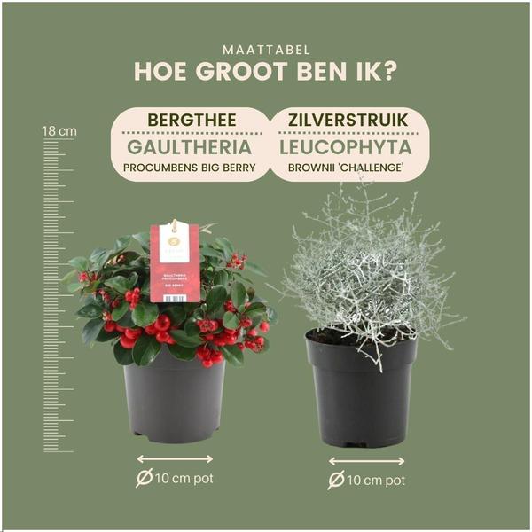 Winterwonderland mix set - 3 x Gaultheria + 3x Calocephalus - Ø 10 cm ↨ 15 cm