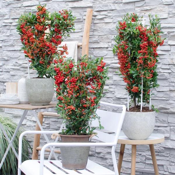 2 x Pyracantha coccinea Red Star | 12 cm Ø | 60 cm ↕