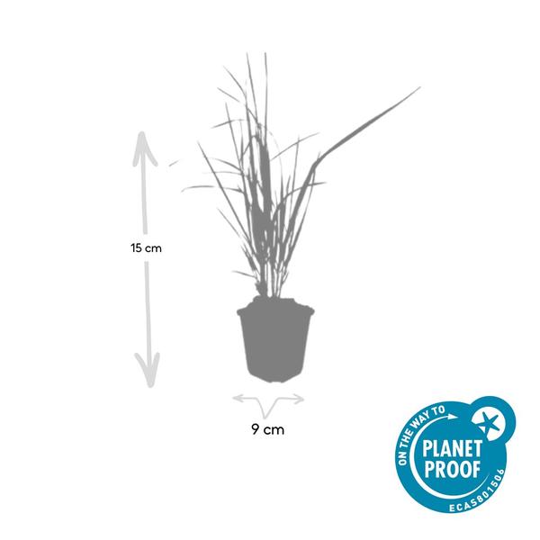 Calamagrostis acut. 'Karl Foerster'  - ↕10-25cm - Ø9cm - 40x