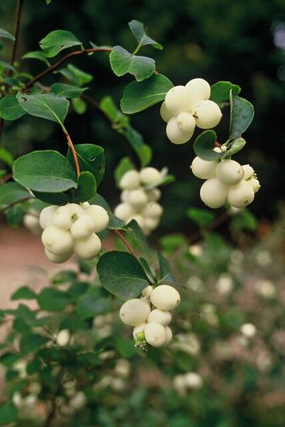 Symphoricarpos ch. 'Hancock' - ↕10-25cm - Ø9cm - 6x