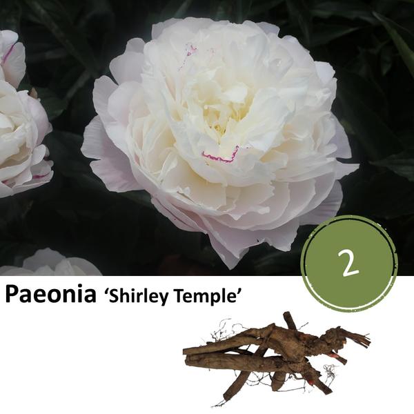 Pioenrozen - Paeonia 'Shirley Temple' - 2x