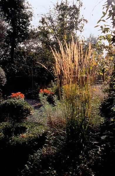 Calamagrostis acut. 'Karl Foerster'  - ↕10-25cm - Ø9cm - 40x