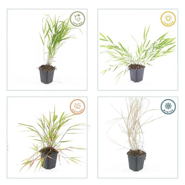 Hakonechloa macra - ↕10-25cm - Ø9cm - 12x