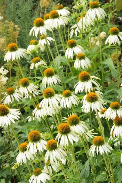 Echinacea p. 'White Swan' - ↕10-25cm - Ø9cm - 12x