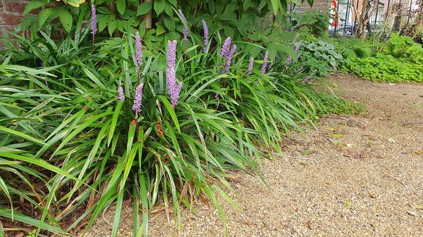 Liriope muscari 'Ingwersen' - ↕10-25cm - Ø9cm - 12x