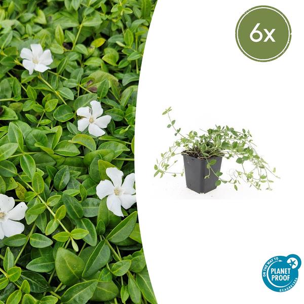 Vinca minor 'Gertrude Jekyll' - ↕10-25cm - Ø9cm - 6x