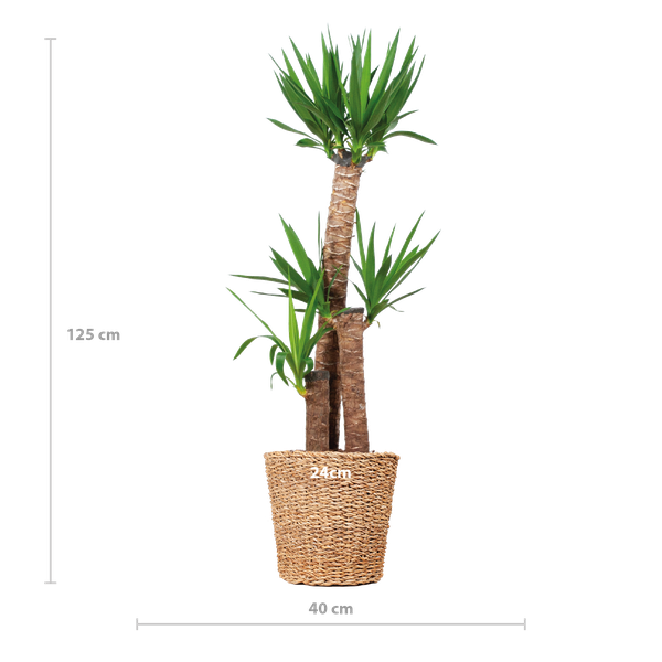 Yucca XL met Torun mand - ↕125cm - Ø24cm