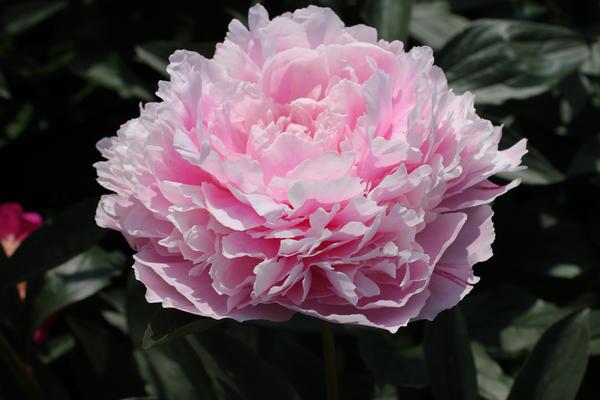 Pioenrozen - Paeonia ‘Sarah Bernhardt’  - 2x