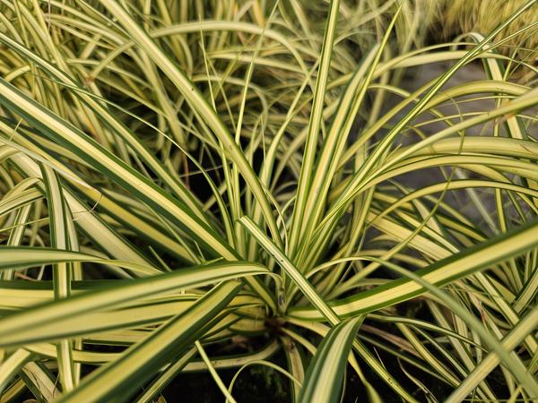 Carex oshim. 'Evergold'  - ↕10-25cm - Ø9cm - 12x