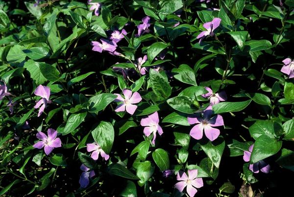 Vinca major - ↕10-25cm - Ø9cm - 40x