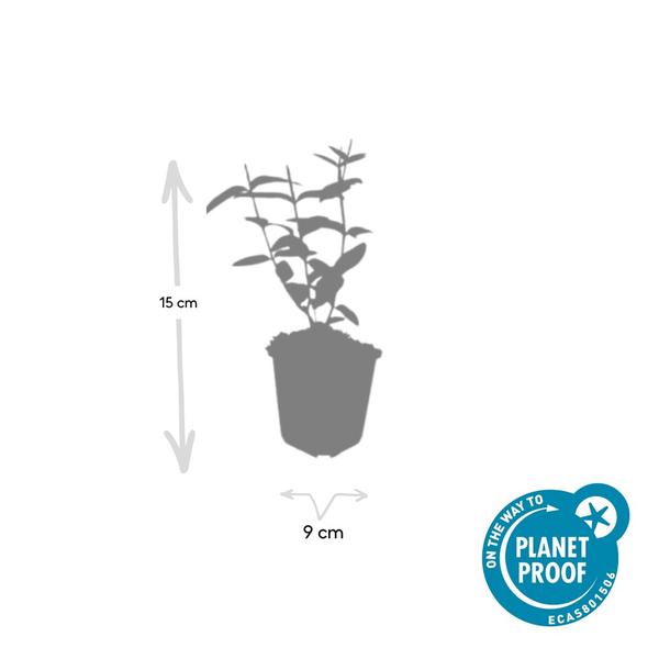 Hypericum inodorum - ↕10-25cm - Ø9cm - 6x