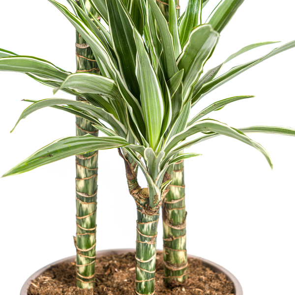 Dracaena Deremensis White Stripe Ø24cm - ↕140cm