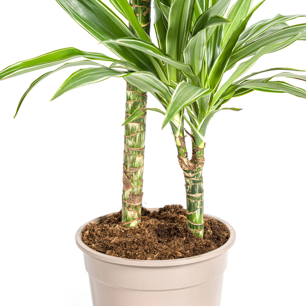 Dracaena Deremensis White Stripe Ø19cm - ↕80cm