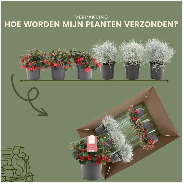 Winterwonderland mix set - 3 x Gaultheria + 3x Calocephalus - Ø 10 cm ↨ 15 cm