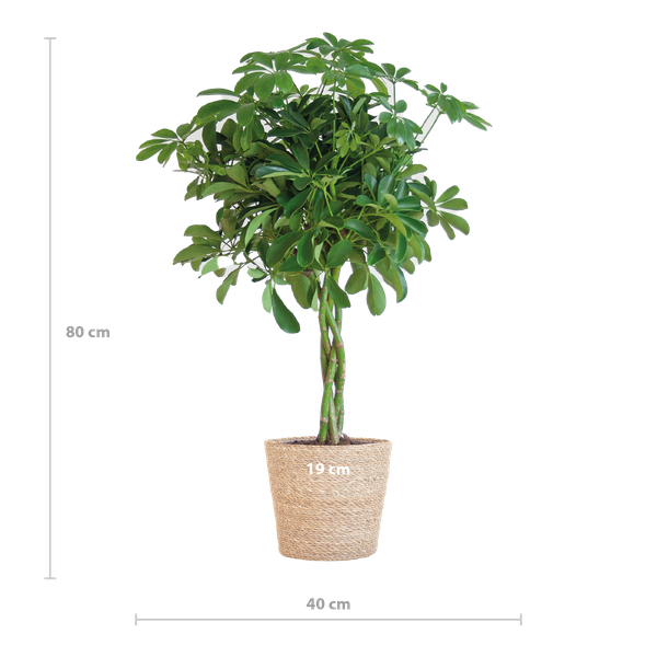 Schefflera Arab Nora met Mand Sofia naturel - ↕70cm - Ø21cm