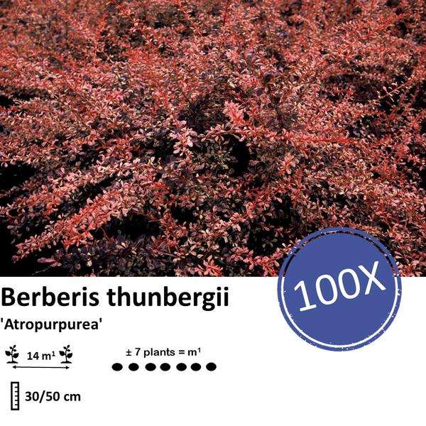 Berberis thunbergii 'Atropurpurea' -  ↕30-50cm - blote wortel - 100x