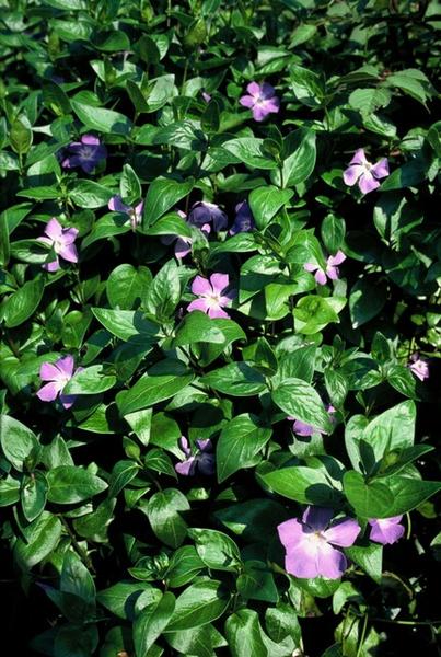 Vinca major - ↕10-25cm - Ø9cm - 12x