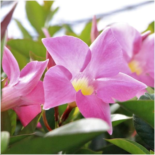 6 x Dipladenia Pink - Mandevilla Pink Ø12 cm - ↕25 cm