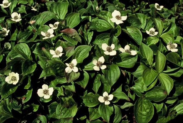 Cornus canadensis - ↕10-25cm - Ø9cm - 40x