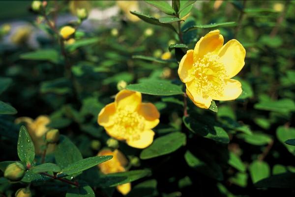 Hypericum dummeri 'Peter Dummer' - ↕10-25cm - Ø9cm - 40x