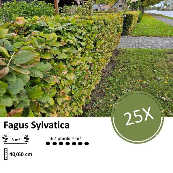 Fagus sylvatica  - Blote wortel - 40/60 - 25x