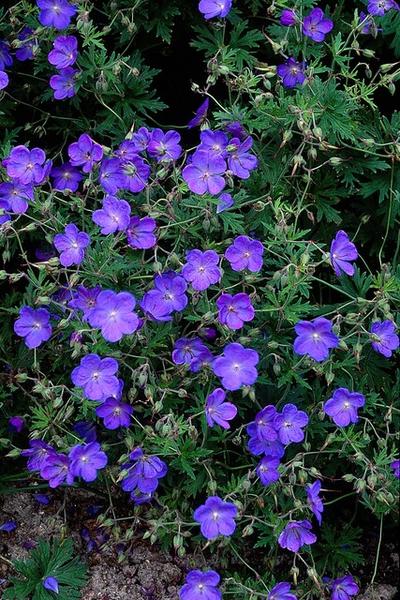 Geranium 'Johnson's Blue' - ↕10-25cm - Ø9cm - 20x