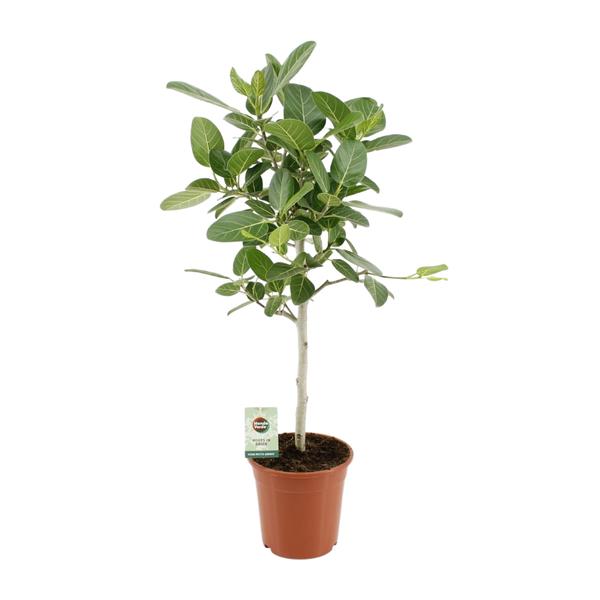 Ficus Benghalensis Petite Audrey - Ø21cm - ↕75cm