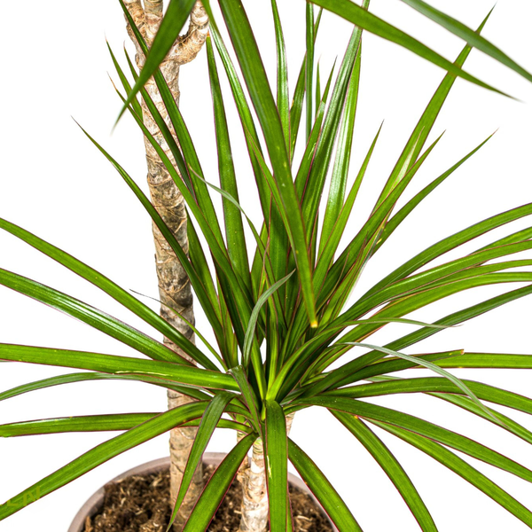 Dracaena Marginata Green - ↕80cm - Ø19cm