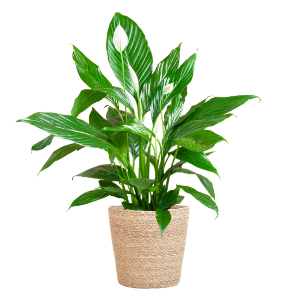 Spathiphyllum met Mand Sofia naturel - ↕80cm - Ø21cm