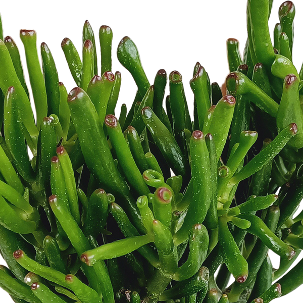 Crassula gollum ↕35cm - Ø17cm