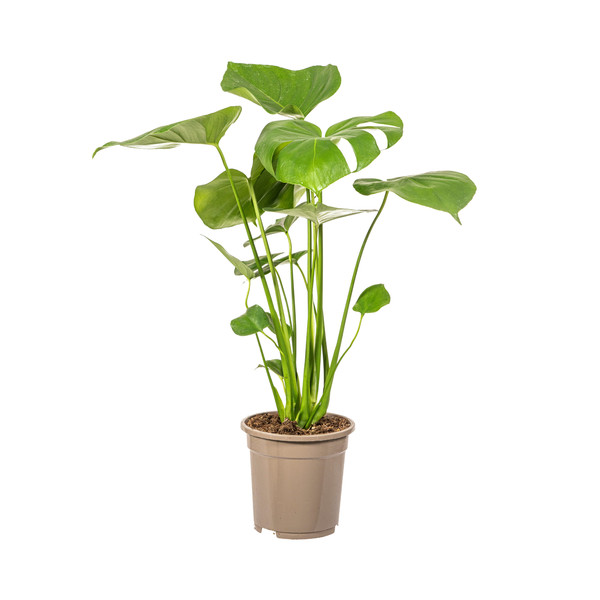 Monstera Deliciosa Tauerii - ↕60cm - Ø17cm